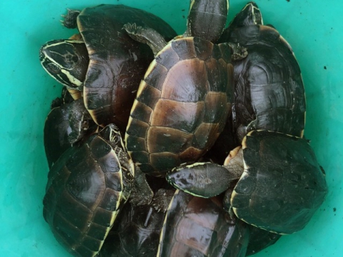 Kiên Giang: Phát hiện vụ vận chuyển rùa quý, hiếm