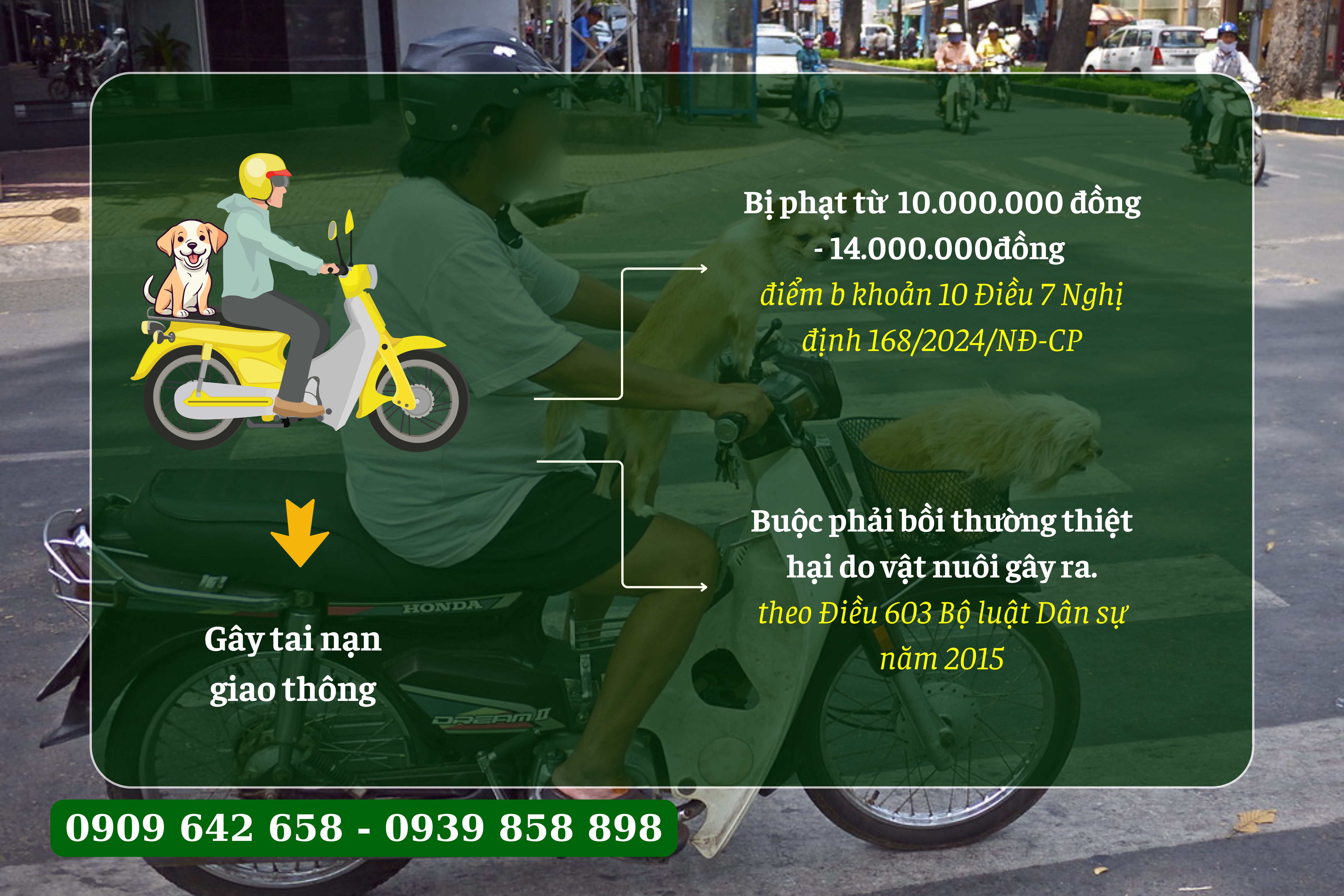 chay xe deo cho meo co vi pham khong -2